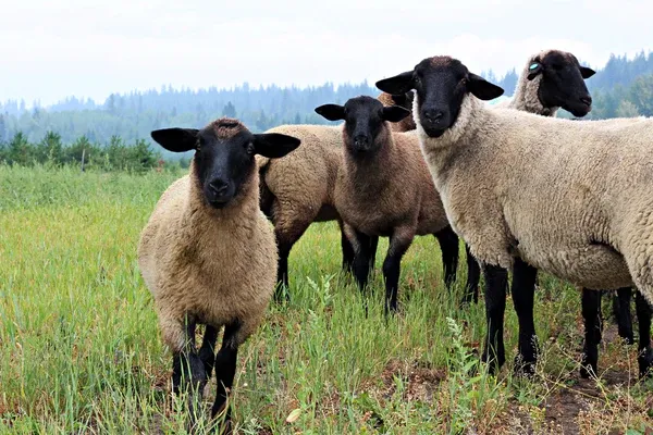 Suffolk Sheep grande